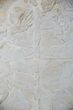Amazing, Fossil Turtle (Eurysternum) - Solnhofen Limestone #115539-6